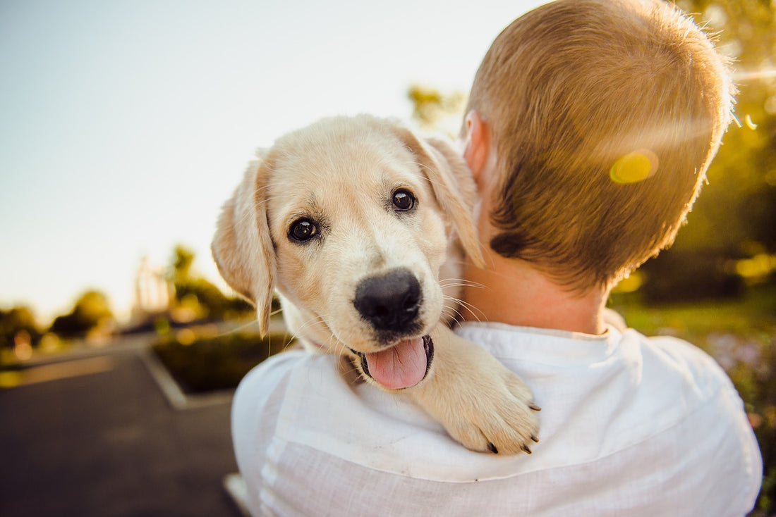 Puppy Health Essentials