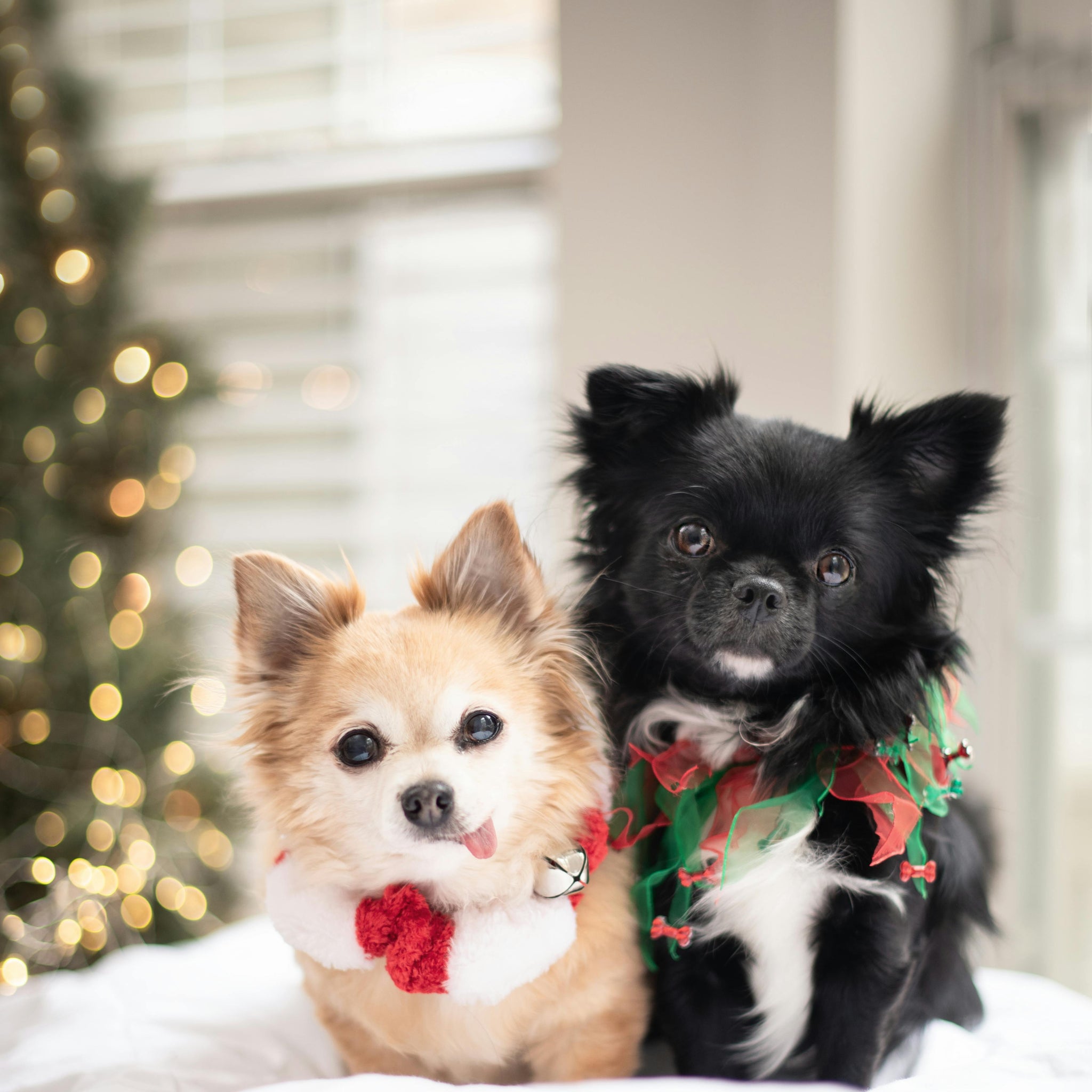 Winter Grooming: Protecting Your Pet’s Coat and Skin