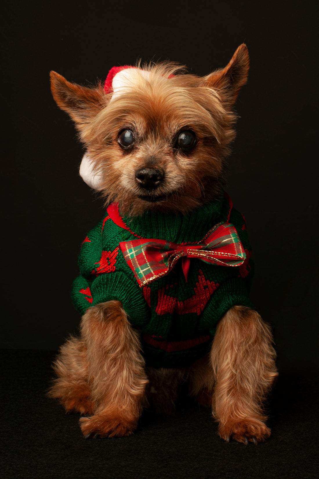 Deck the Paws: Getting Your Pets Ready for Christmas