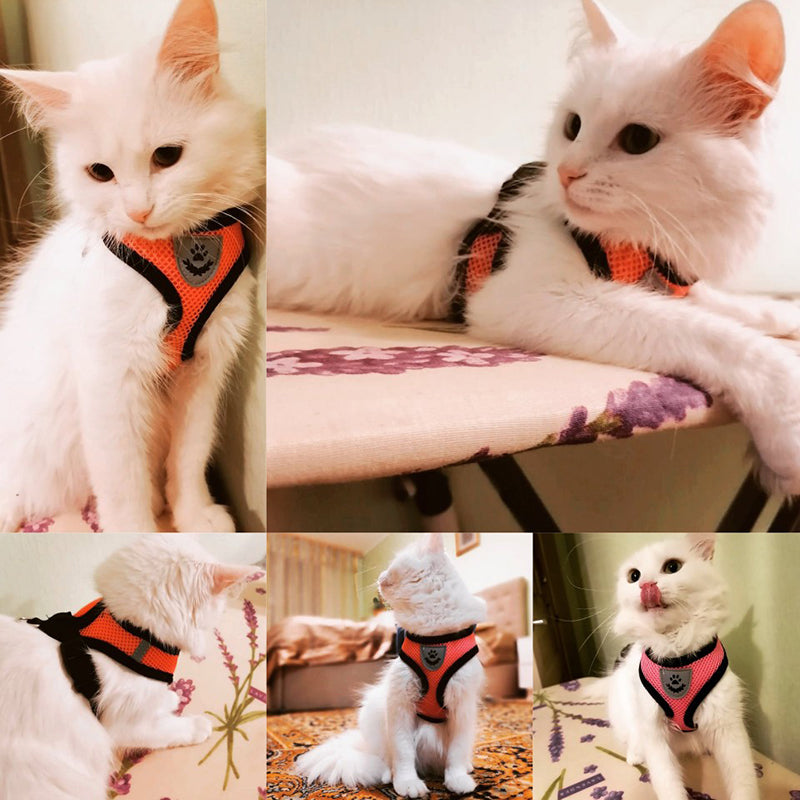 Comfort Vest- Cat & Dog Leach & Harness