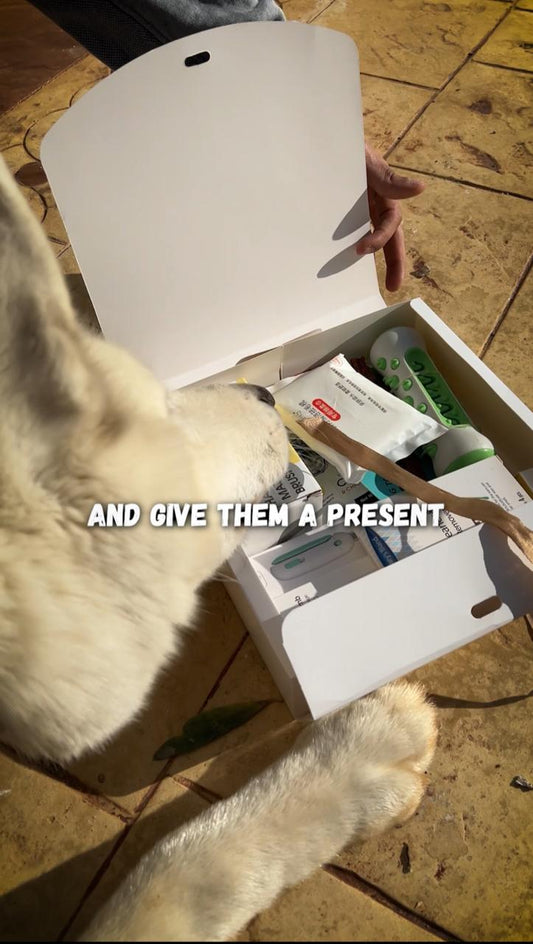 Christmas Gift Box- Dogs n Puppies