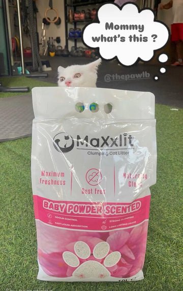 Cat Litter Subscription – Fresh Litter, Delivered Regularly