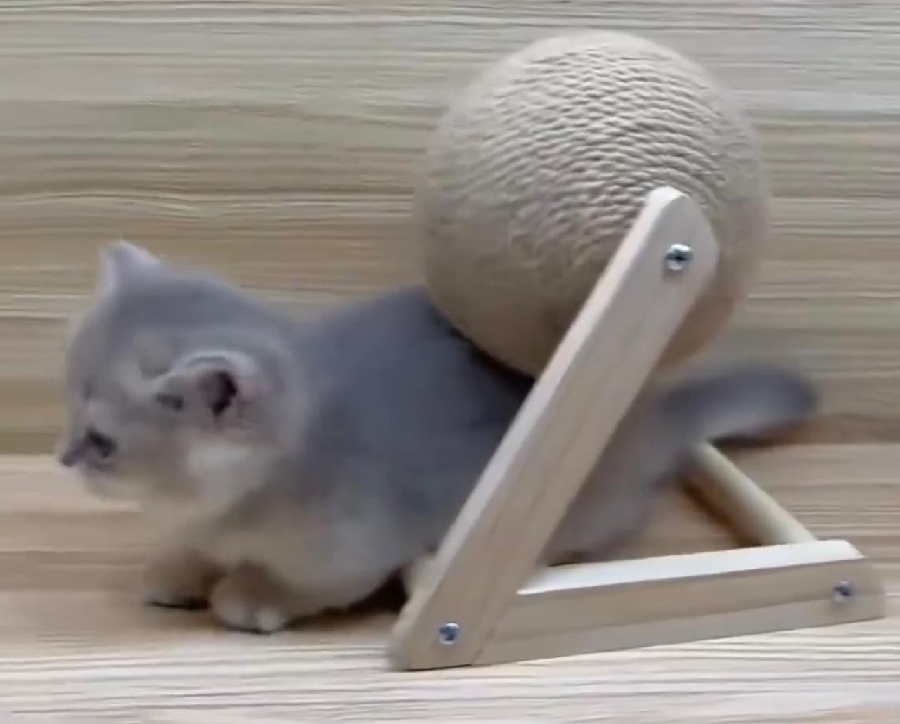 Wooden Rolling Ball Cat entertainment toy ThePawlb